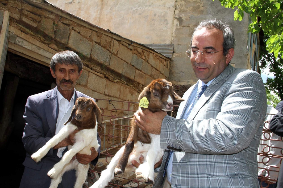 Van'da Suni Tohumlama ile Boer Keçisi Üretimi