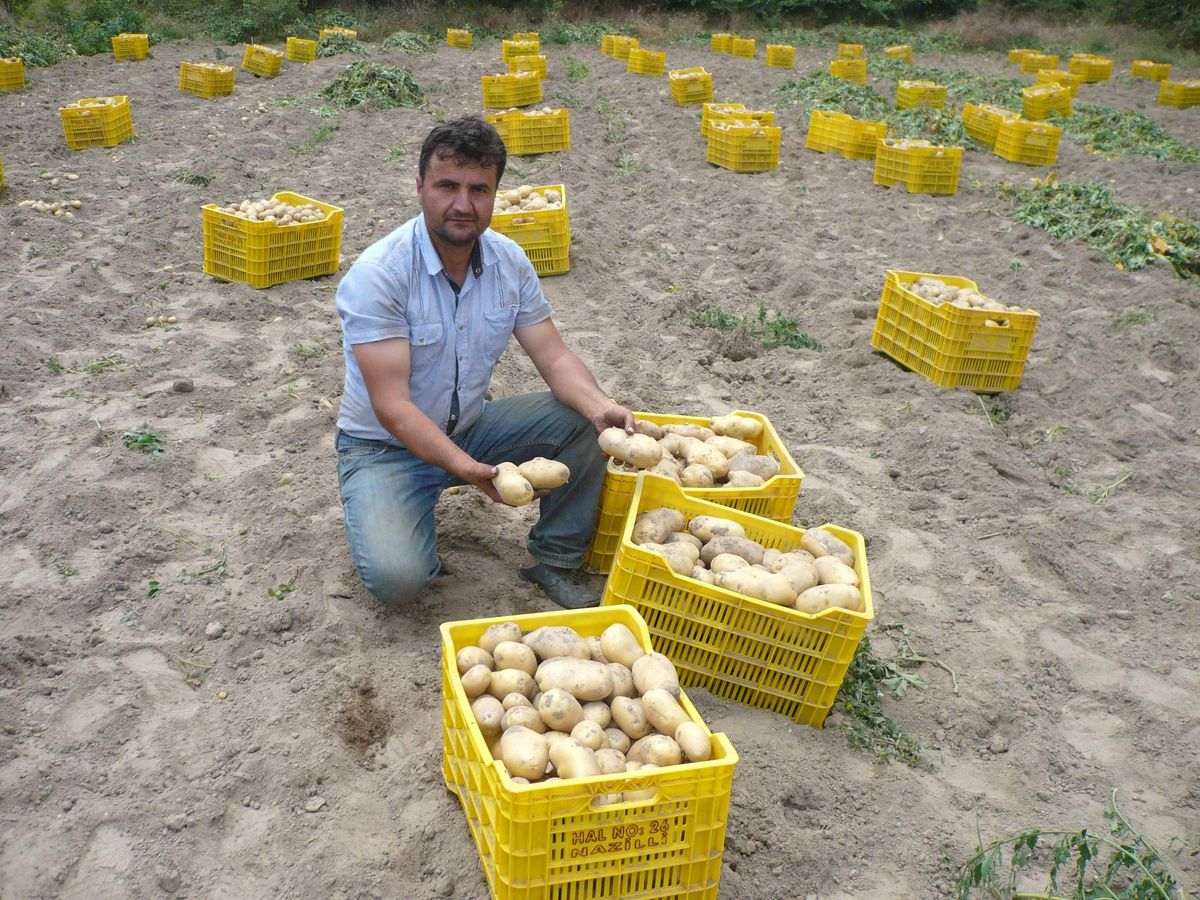 Bozdoğanlı Patates Üreticisi Perişan Oldu