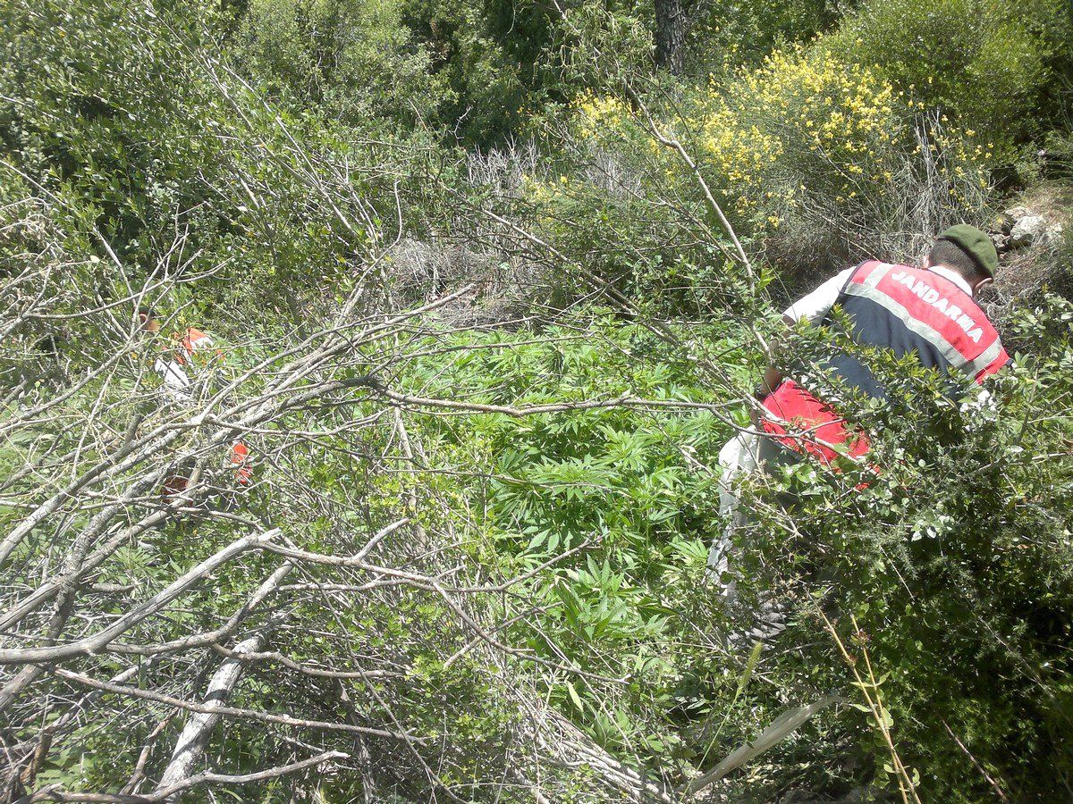 Fethiye'de 11 Bin Kök Kenevir Ele Geçirildi