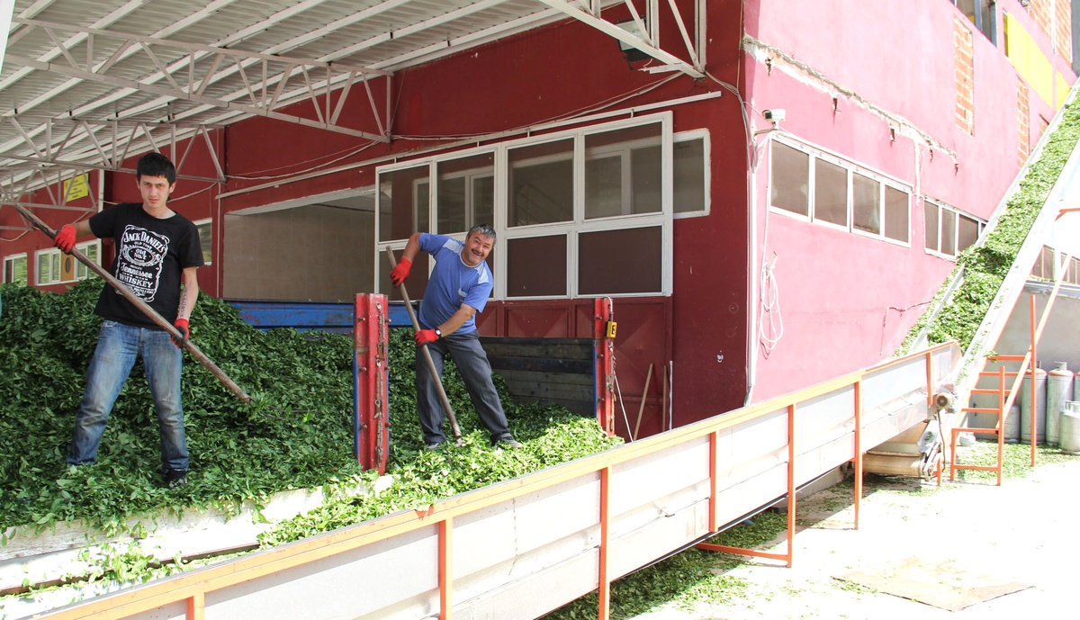 Giresun Çayı Tirebolu 42 Çayı ile Rize Çayı'na Rakip Olmayı Hedefliyor