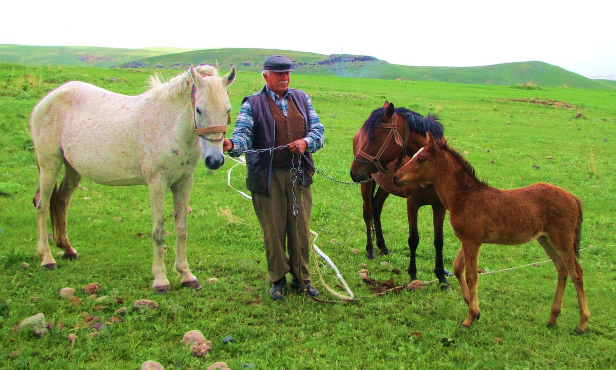 Kars İl Gıda Tarım ve Hayvancılık Müdürlüğü'nden Çiftçilere At Gribi Uyarısı