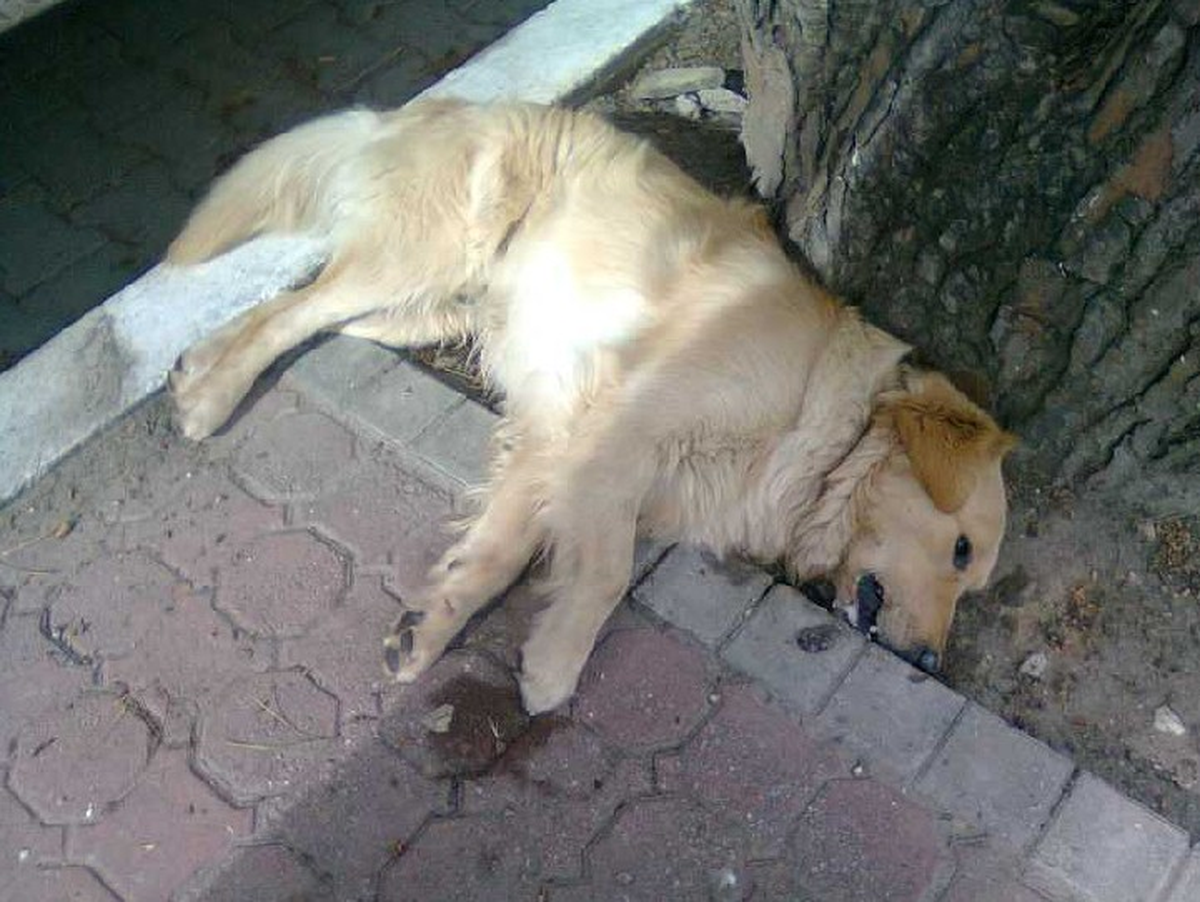 Milas\'ta Çok Sayıda Sokak Köpeği Zehirlenerek Katledildi