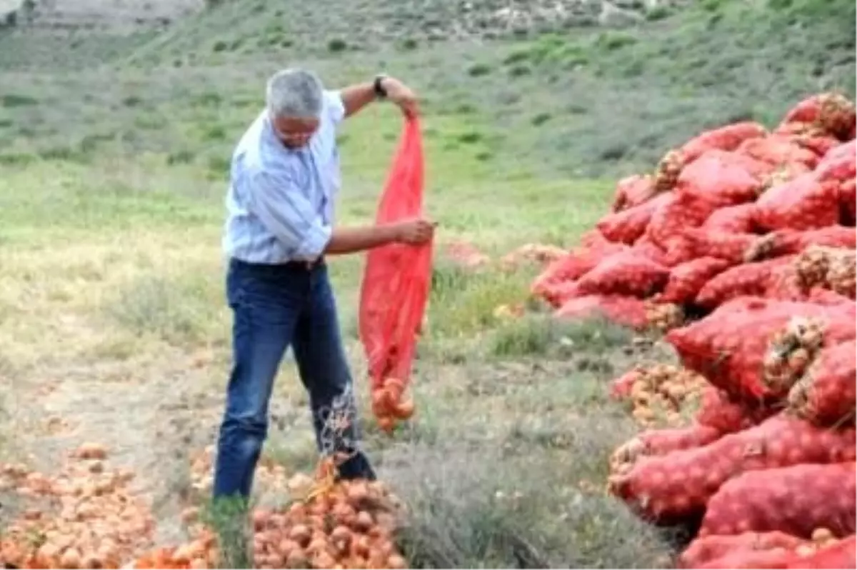 Para Etmeyen Soğan Çöpe Gitti, Fırtına Çiftçiyi Sıkıntıya Soktu
