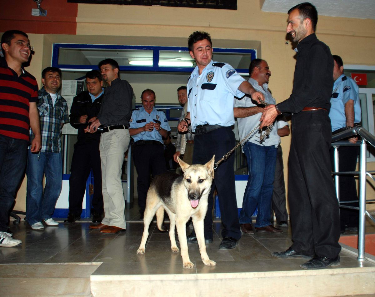 Polis, Kaybolan Köpeği İki Saat İçerisinde Buldu