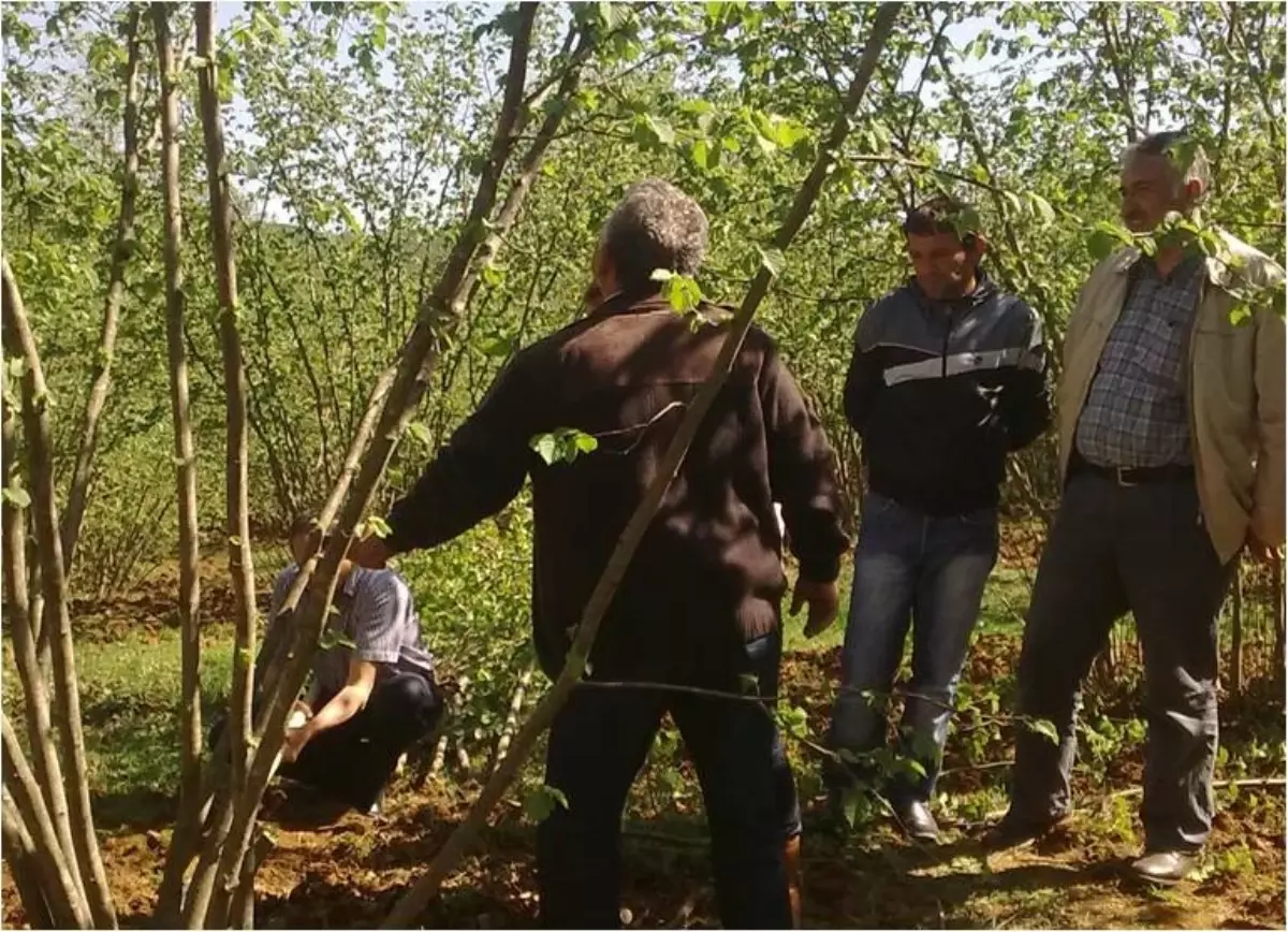 Sakarya'nın Karasu İlçesinde Bağ ve Fındıkta 5 Yıllık Entegre Mücadele Projesi (Em) Devam Ediyor