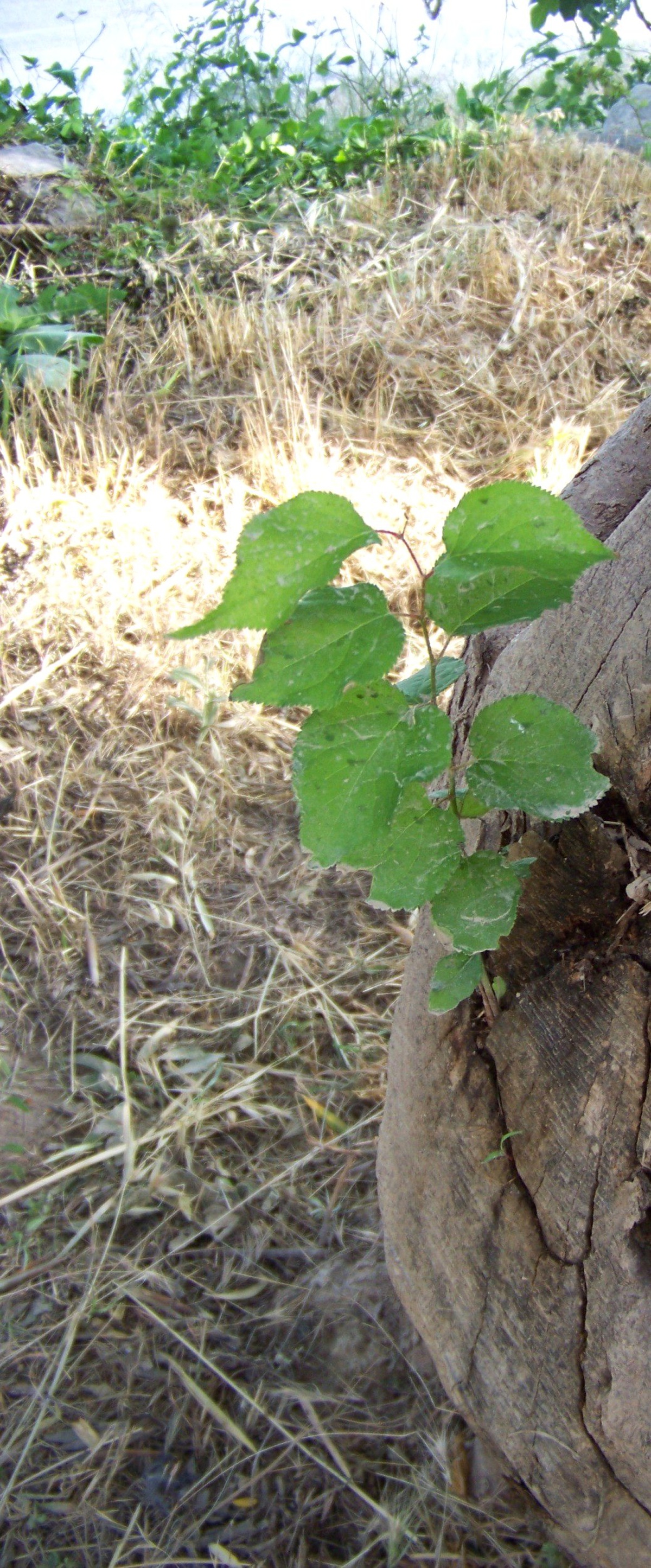 Zeytin Ağacının Gövdesinden Kayısı Fidesi Çıktı