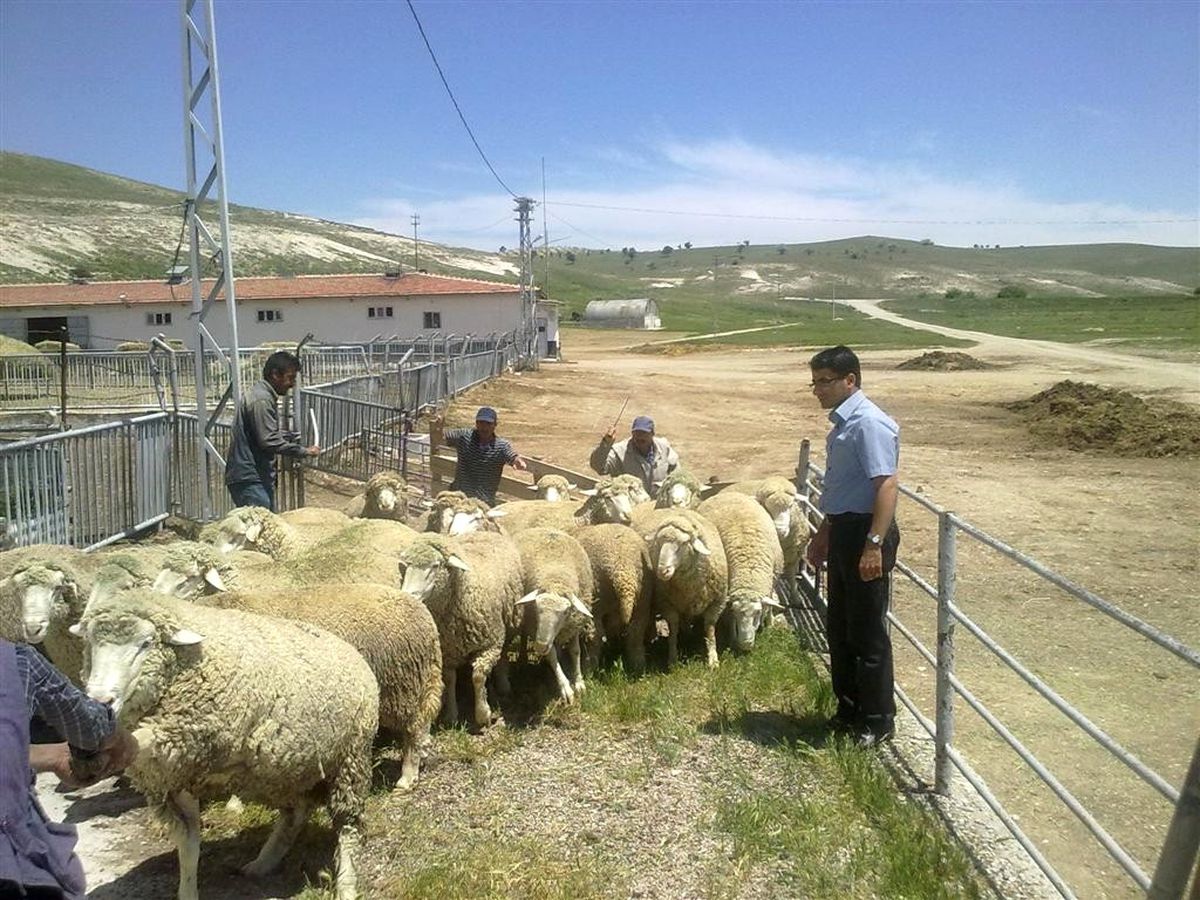 Çiftçilere Merinos Irkı Koç Dağıtımı Yapıldı