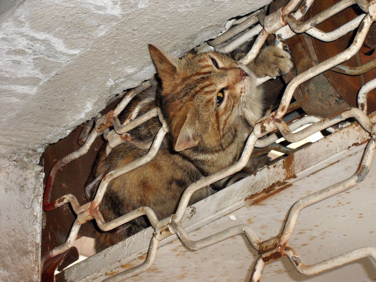 Mahsur Kalan Kedi İtfaiye Tarafından Kurtarıldı