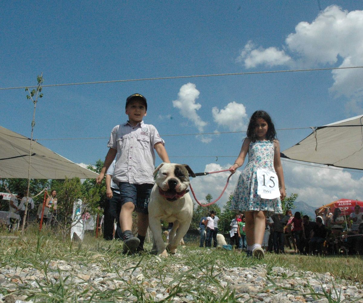 Denizli'de Köpek Güzellik Yarışması
