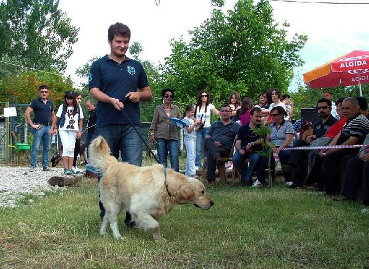 Denizli\'nin En Güzel Köpekleri Seçildi