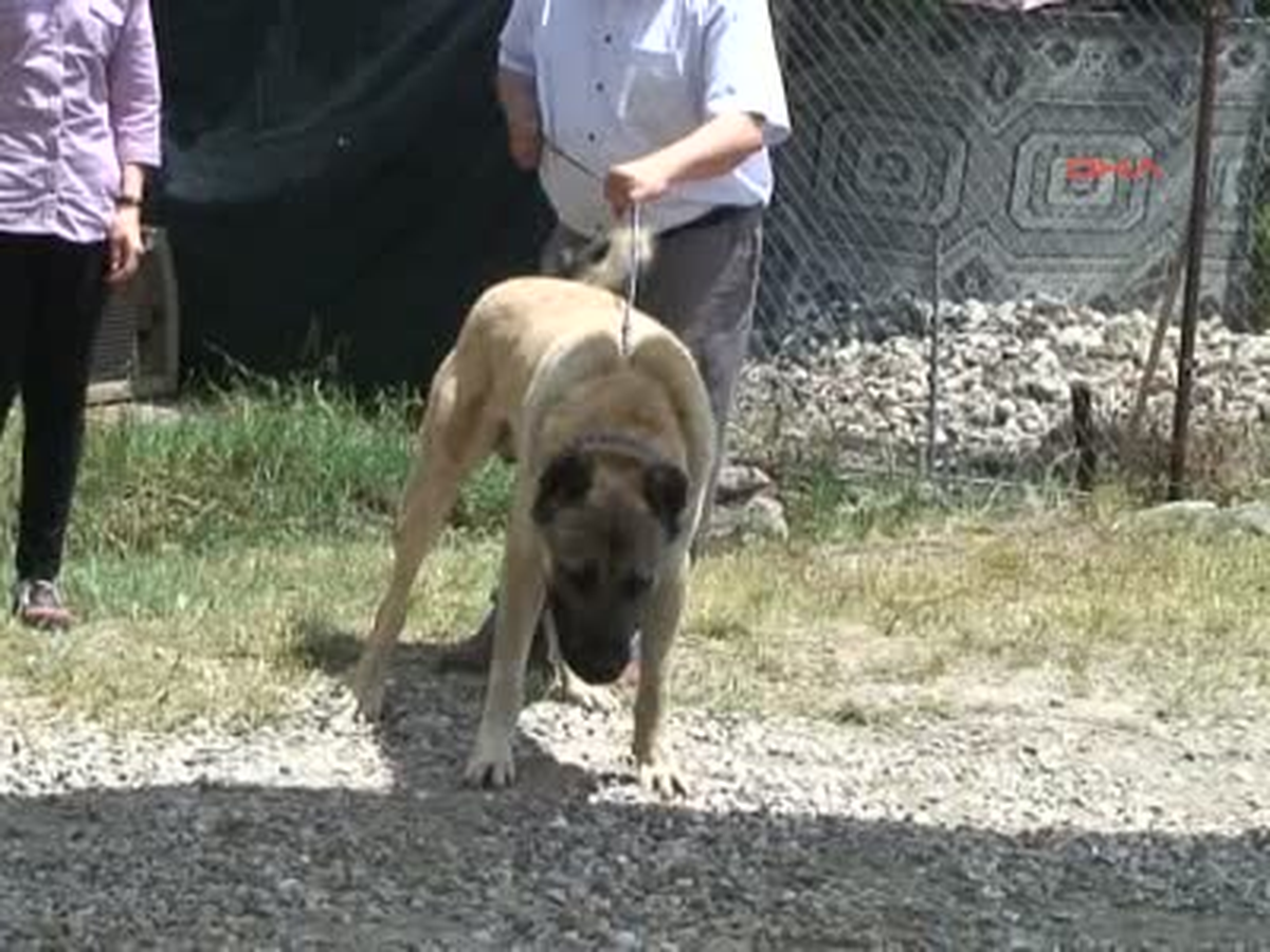 Denizli \'Nin En Güzel Köpekleri Seçildi