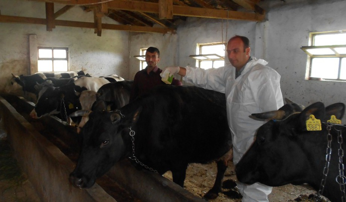 Osmancık'ta Kenelerle Mücadele Çalışmaları Devam Ediyor