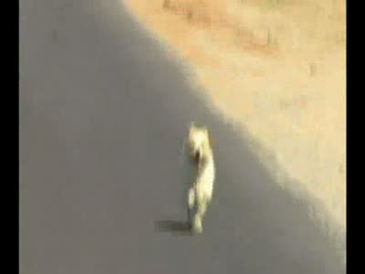Sokak Köpeğinin 1700 Kilometrelik 20 Günlük 'Yarışı?