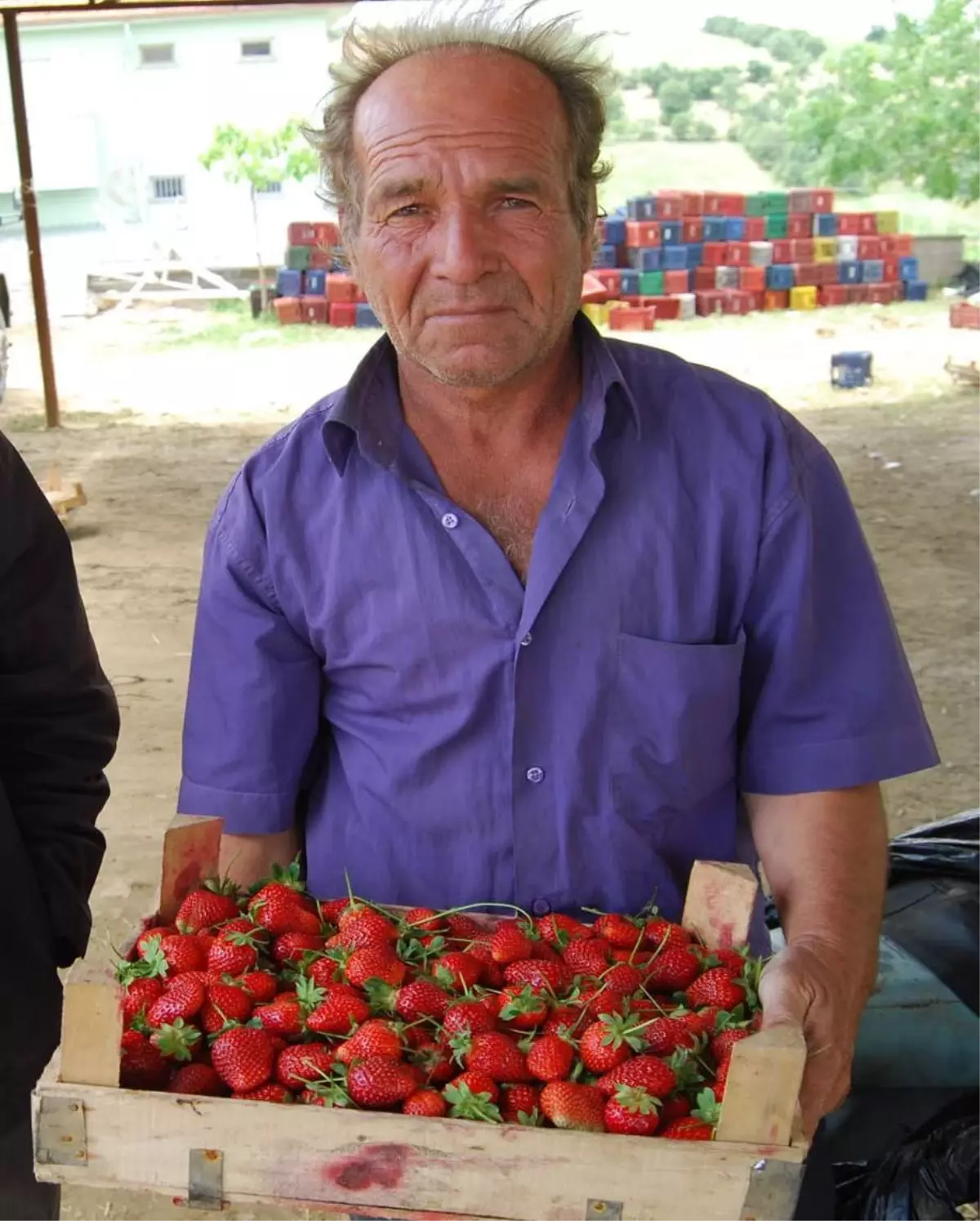 Kula Çileği Marka Olma Yolunda