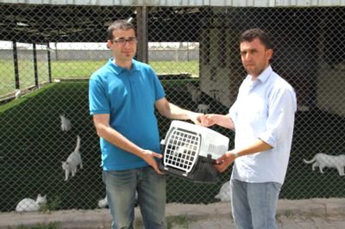 Misafir Kediler Evlerine Dönüyor