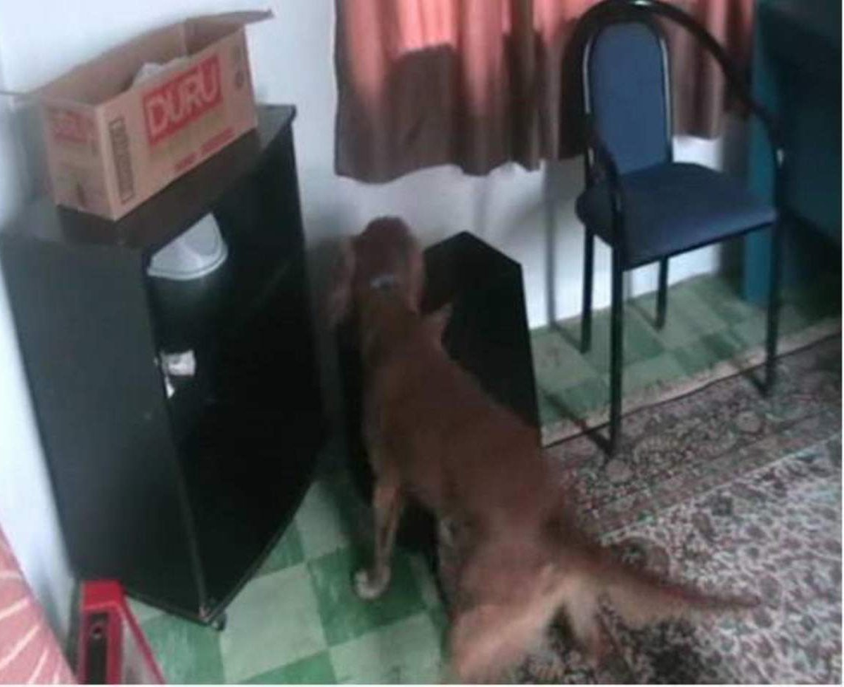 Narkotik Köpeği 'Seti' 6 Kişiyi Tutuklattı