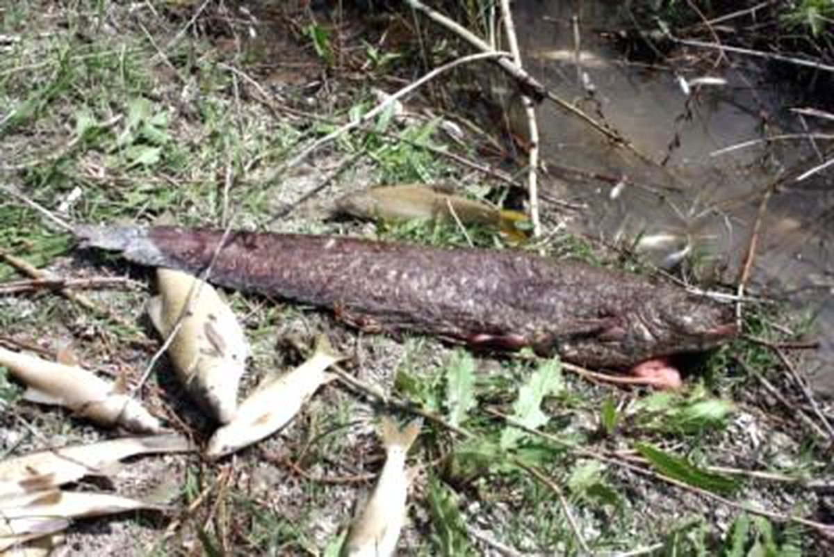 Sakarya Nehri'nde Toplu Balık Ölümü