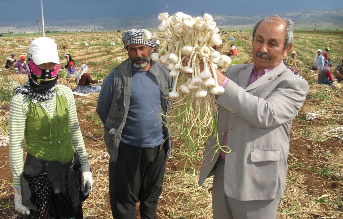 Sarımsak, Üreticinin Yüzünü Güldürmedi