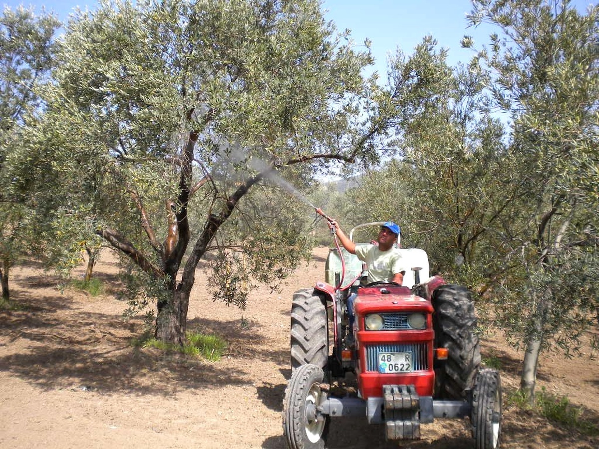Zeytin Ağacı Sayısı 17 Milyona Ulaştı