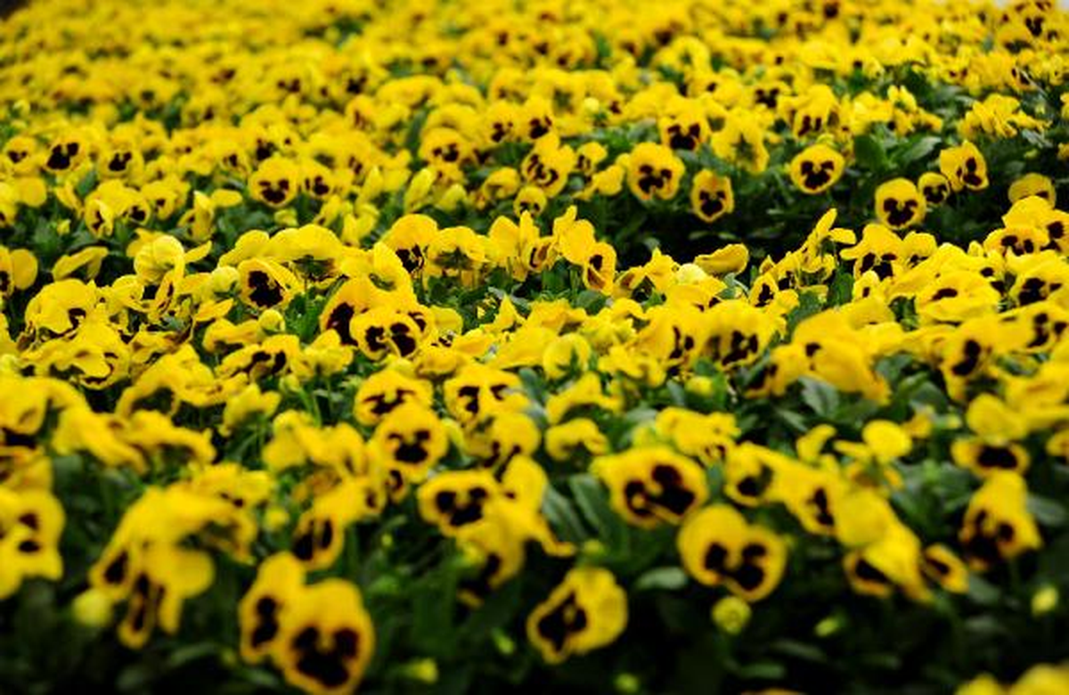 Başköylü Kadınların Yetiştirdiği Menekşeler Hollanda'ya Gönderiliyor