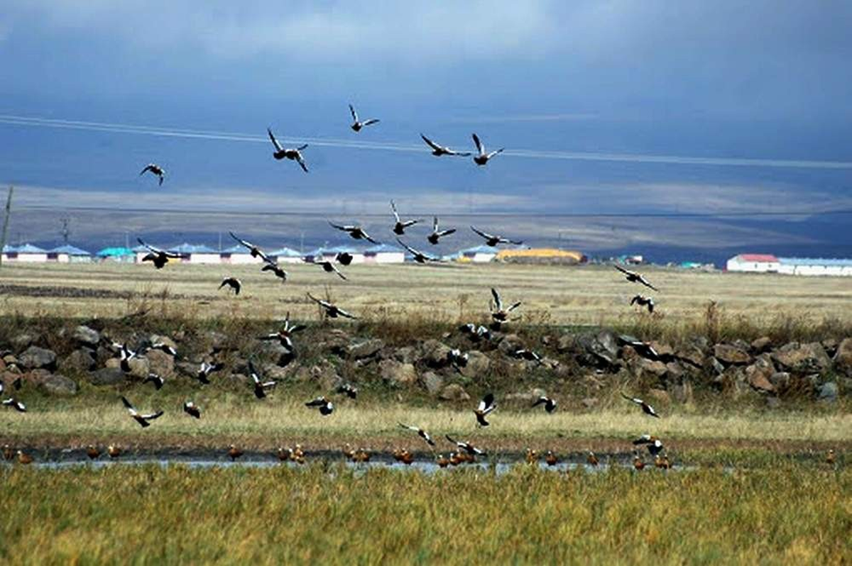 Kars Kuyucuk Gölü 'Kuş Cenneti Projesi' ile Yeniden Hayat Bulacak