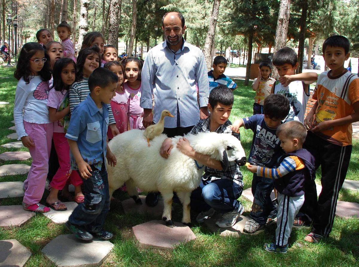 Koyun ve Ördek Sıra Dışı Besleniyor