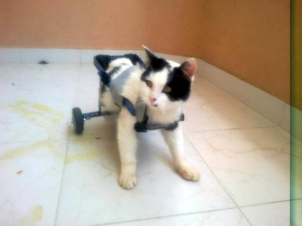 Otomobilin Çarptığı Yavru Kedi Özel Yürüteçle Yürüyor