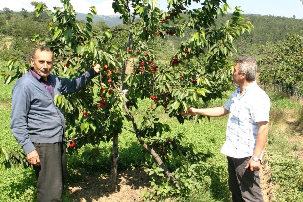 Şiddetli Yağış Uludağ Kirazı'nı Vurdu