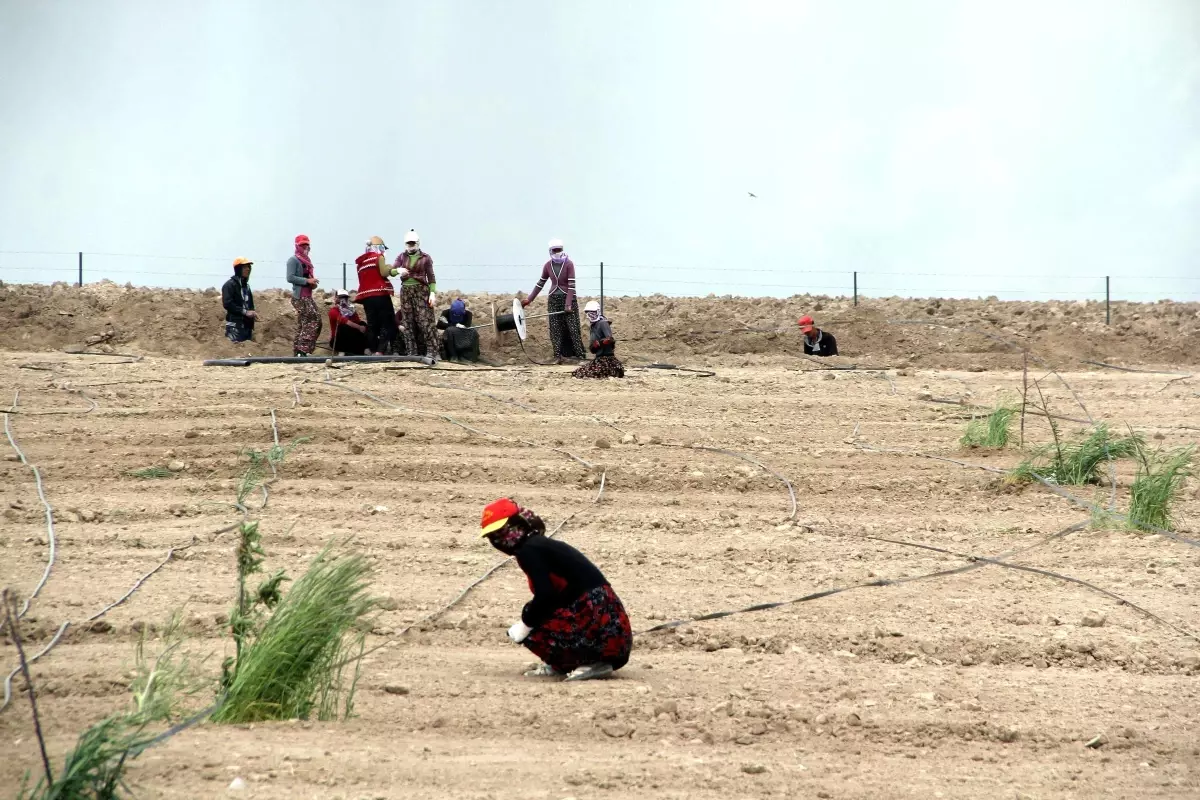 Van\'da Ürün Çeşitliliği