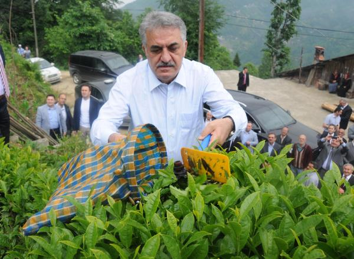 Bakan Yazıcı Çizmeleri Giydi, Çay Topladı