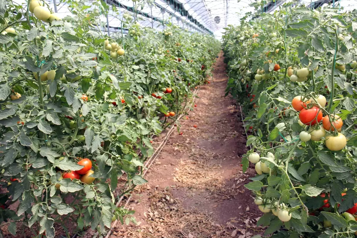 Büyükşehir\'den Çiftçilere Yönelik Tarım Gezisi