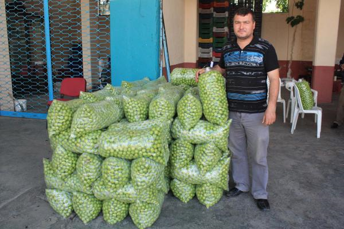 Erikler Dalda Kaldı, 30 Kuruşa Alan Yok