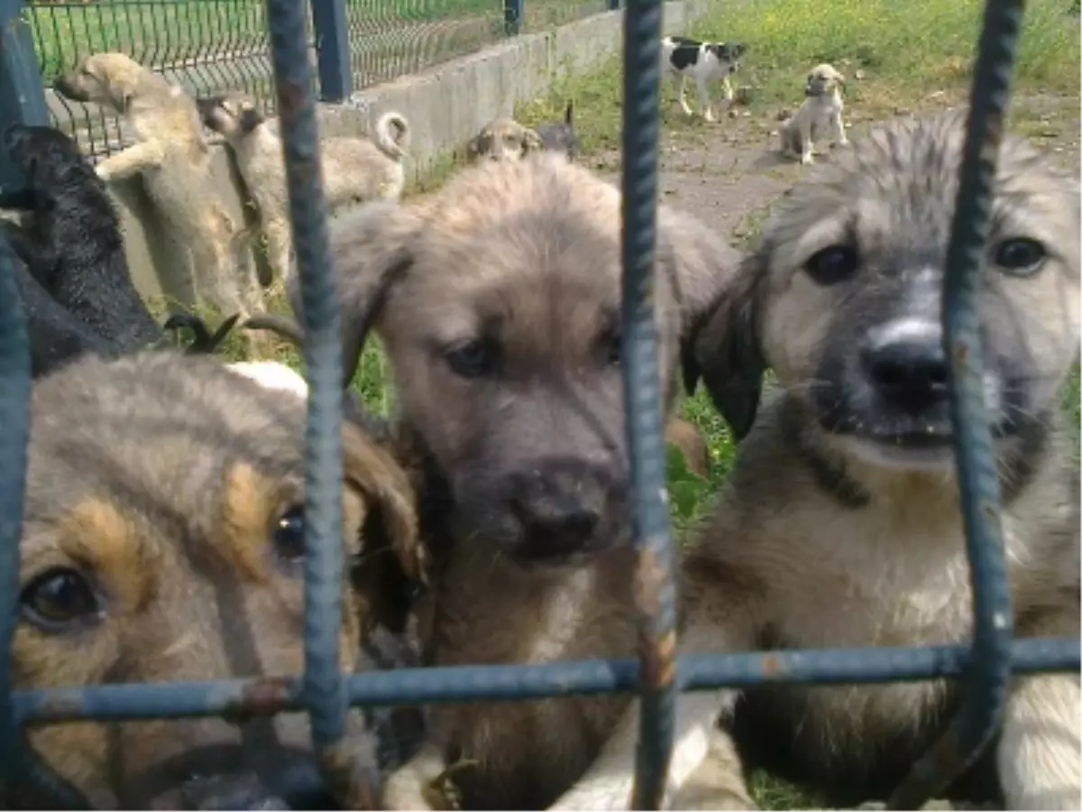 Hayvan Bakım Merkezi İncelendi