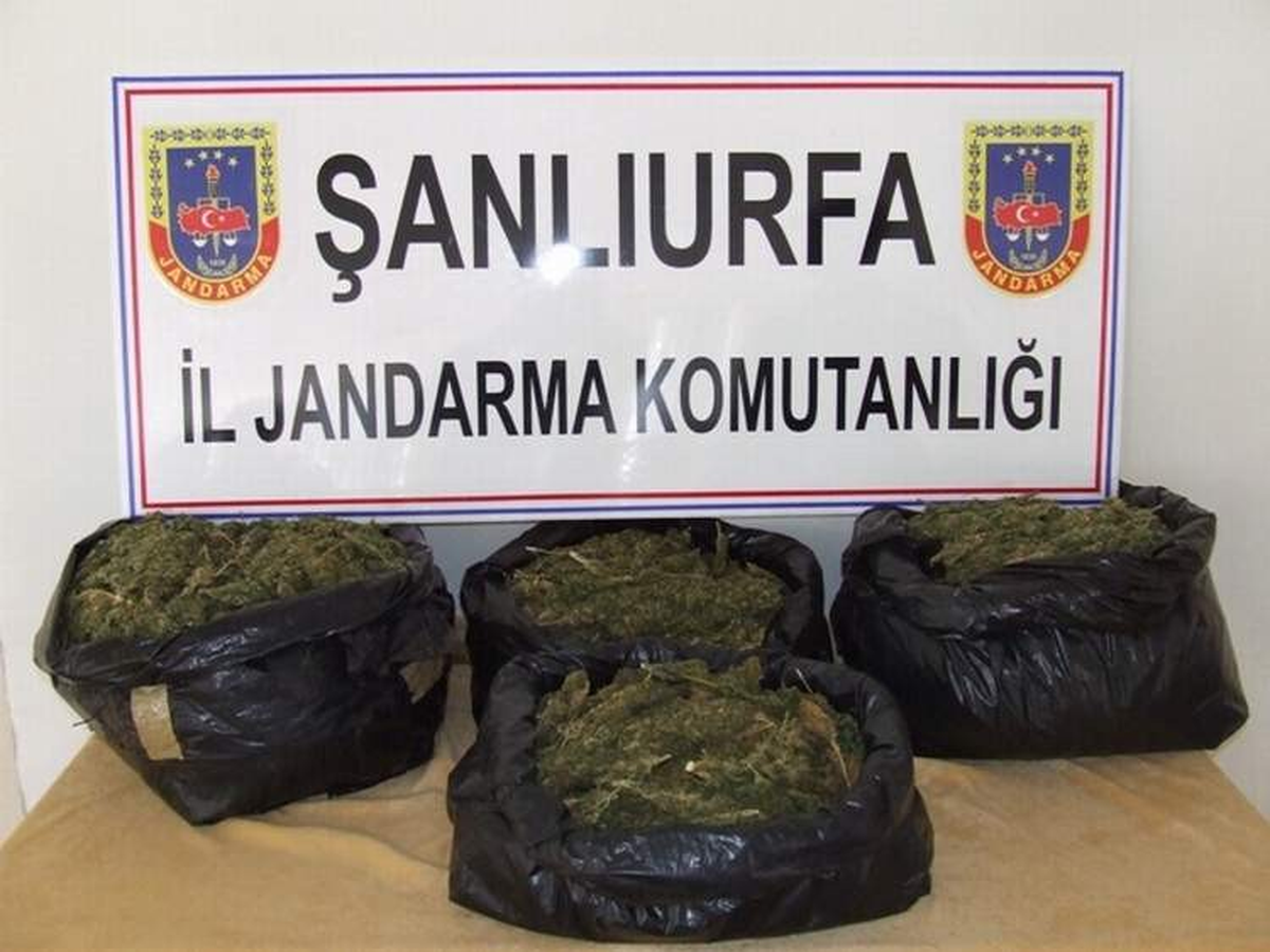 Jandarmadan Esrar ve Kaçakçılık Operasyonu