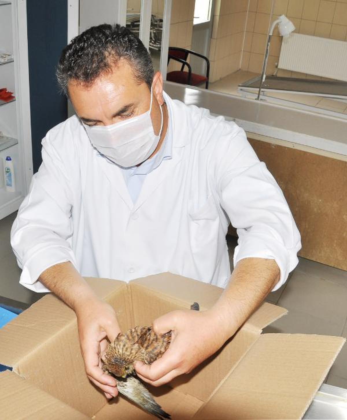 Kanadı Kırık Atmaca Tedavi Altına Alındı