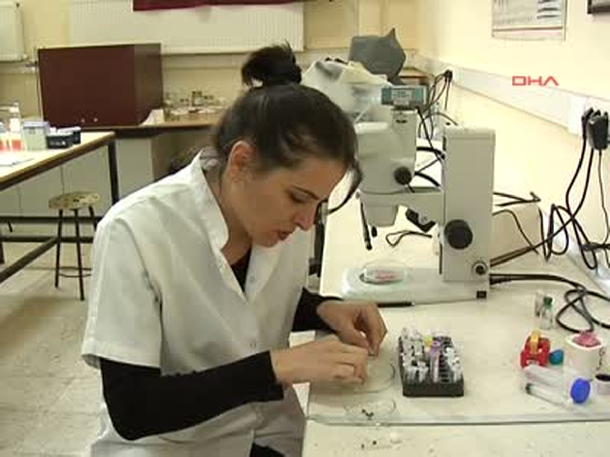 Yrd. Doç. Dr. Esin Güven Kana Doyan Bir Kene 7 Bin Yumurta Bırakıyor