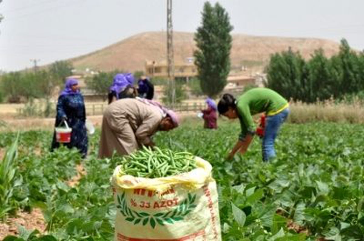 GAP'ta Ürün Çeşitleniyor

 

 
 
