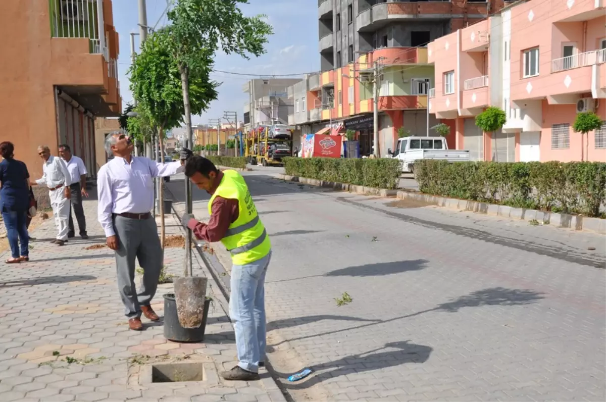 Kızıltepe'de Yeşillendirme ve Ağaçlandırma Çalışması Devam Ediyor