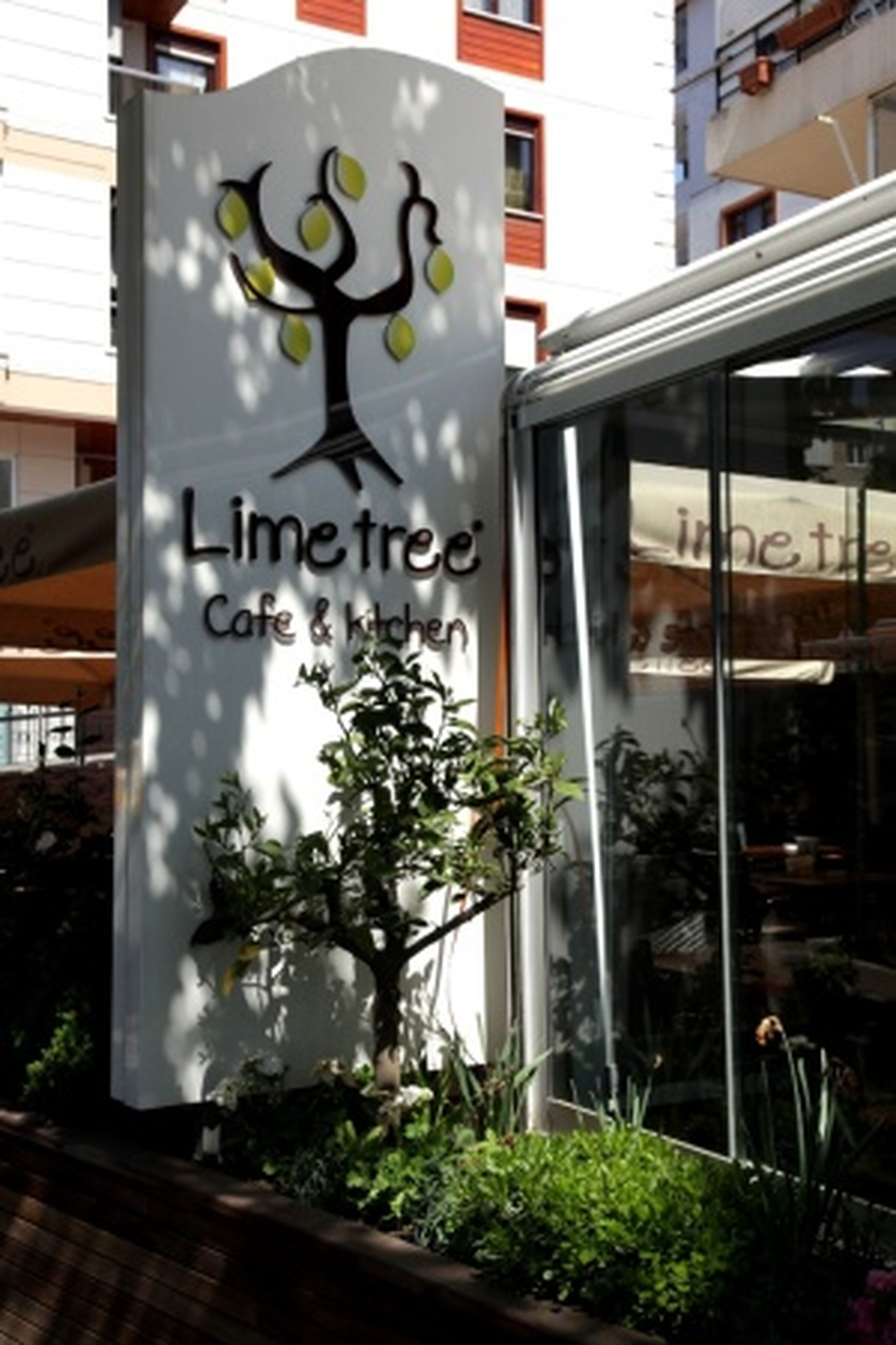 Acıbadem\'de Yeşeren Limon Ağacı!