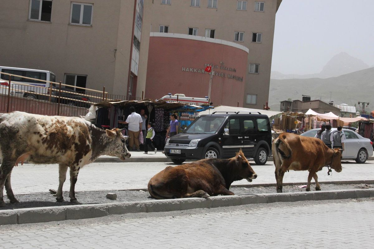 Başıboş Hayvan Sahiplerini Kötü Haber