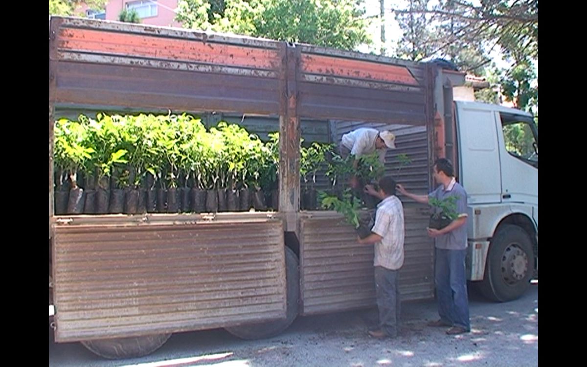 Tavşanlı'da 2 Bin Ceviz Fidanı Dağıtıldı