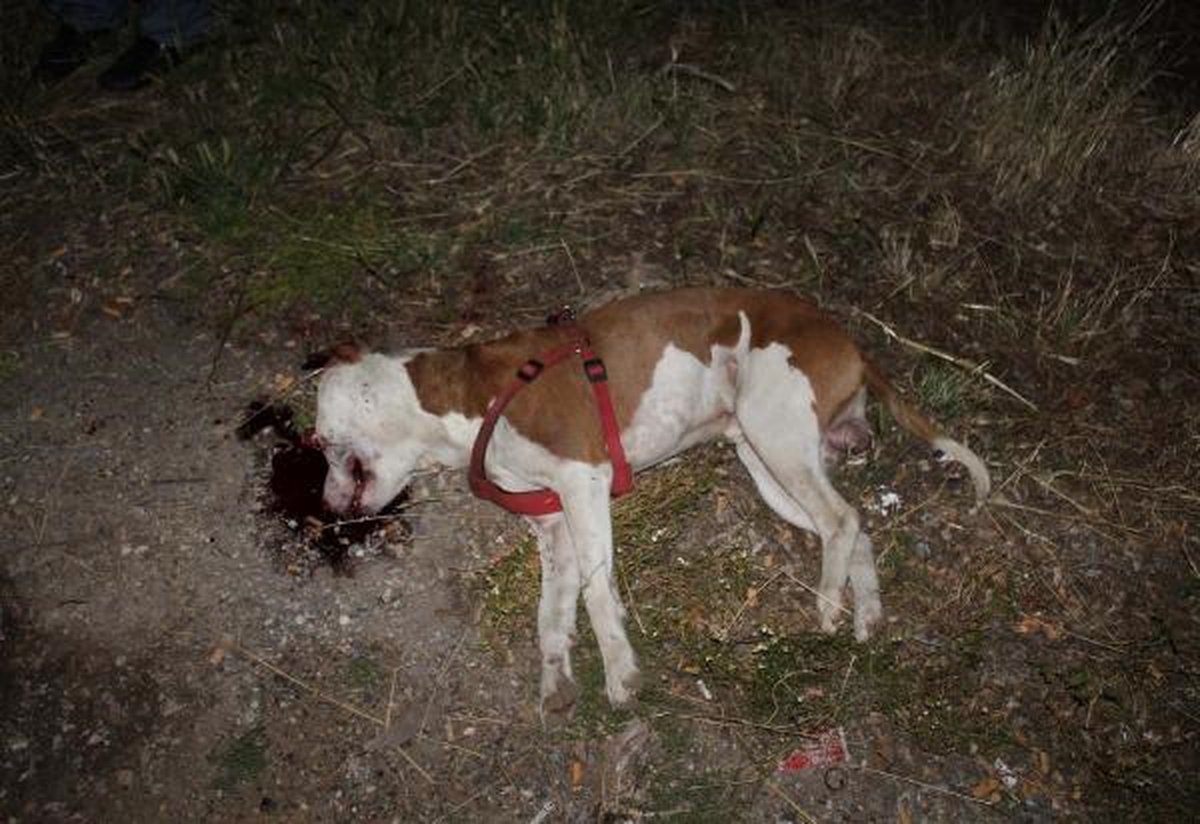 Üç Kişiyi Isıran Pitbullu Sahibi Öldürdü