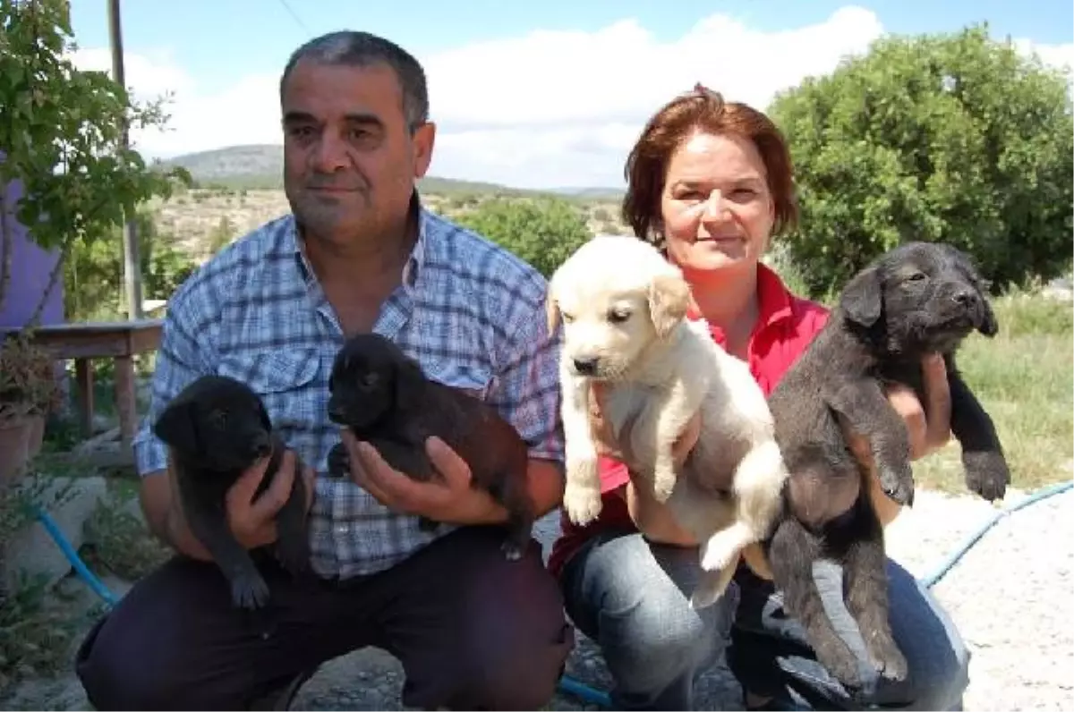 3 Yıldır Sokak Köpeklerini Evlerinde Besliyorlar