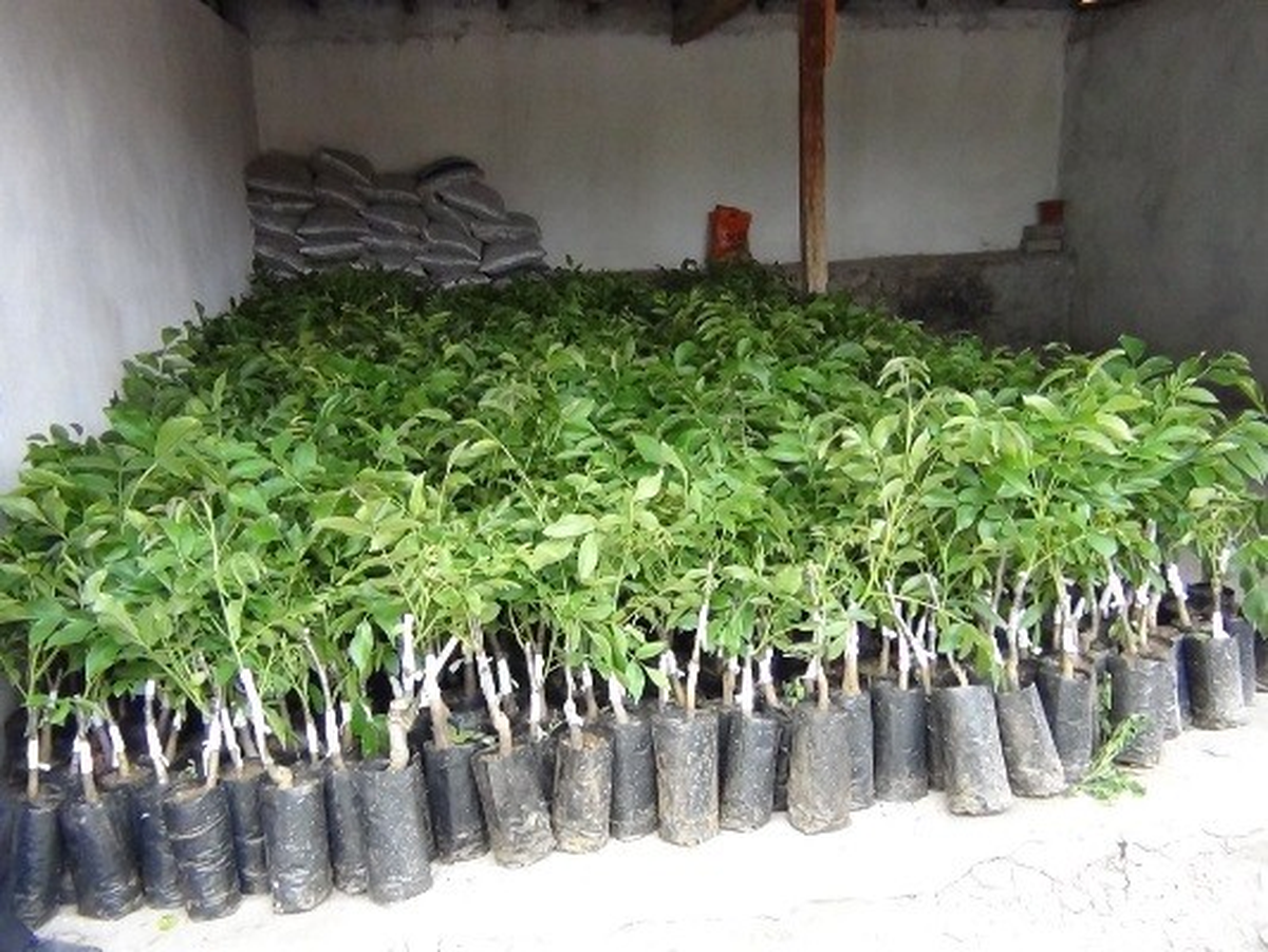 Aslanapa'da 3 Tarımsal Proje Başarıyla Tamamlandı