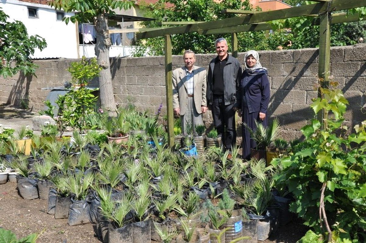 Caddelere Dikmek İçin Bahçesinde Palmiye Yetiştiriyor