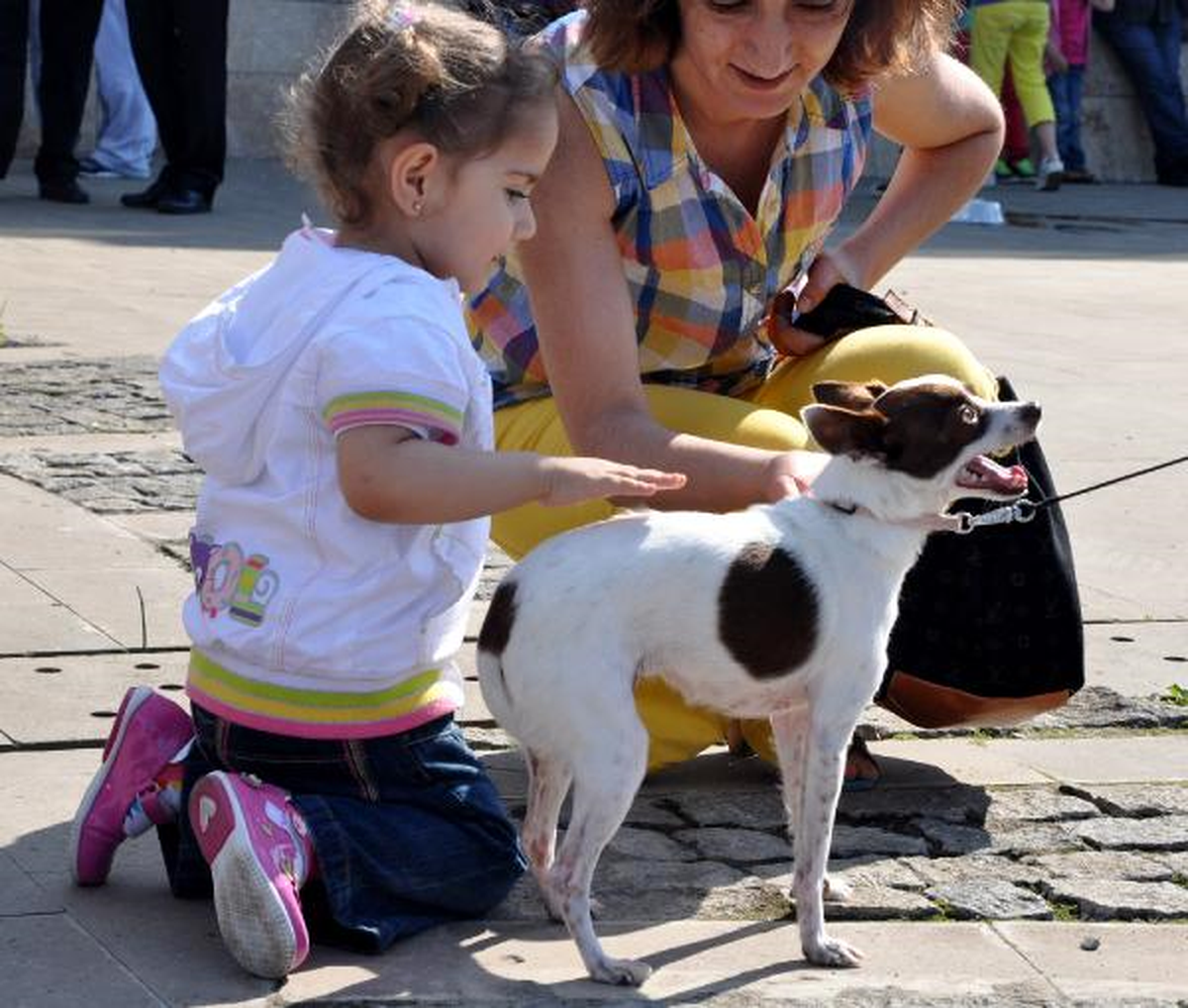 En Güzel Köpekler Podyuma Çıktı