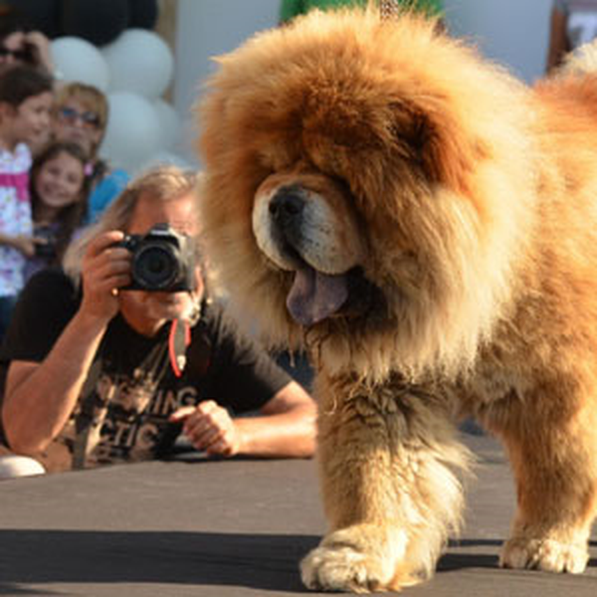 Trabzon\'da, Köpek Güzellik Yarışması Düzenlendi