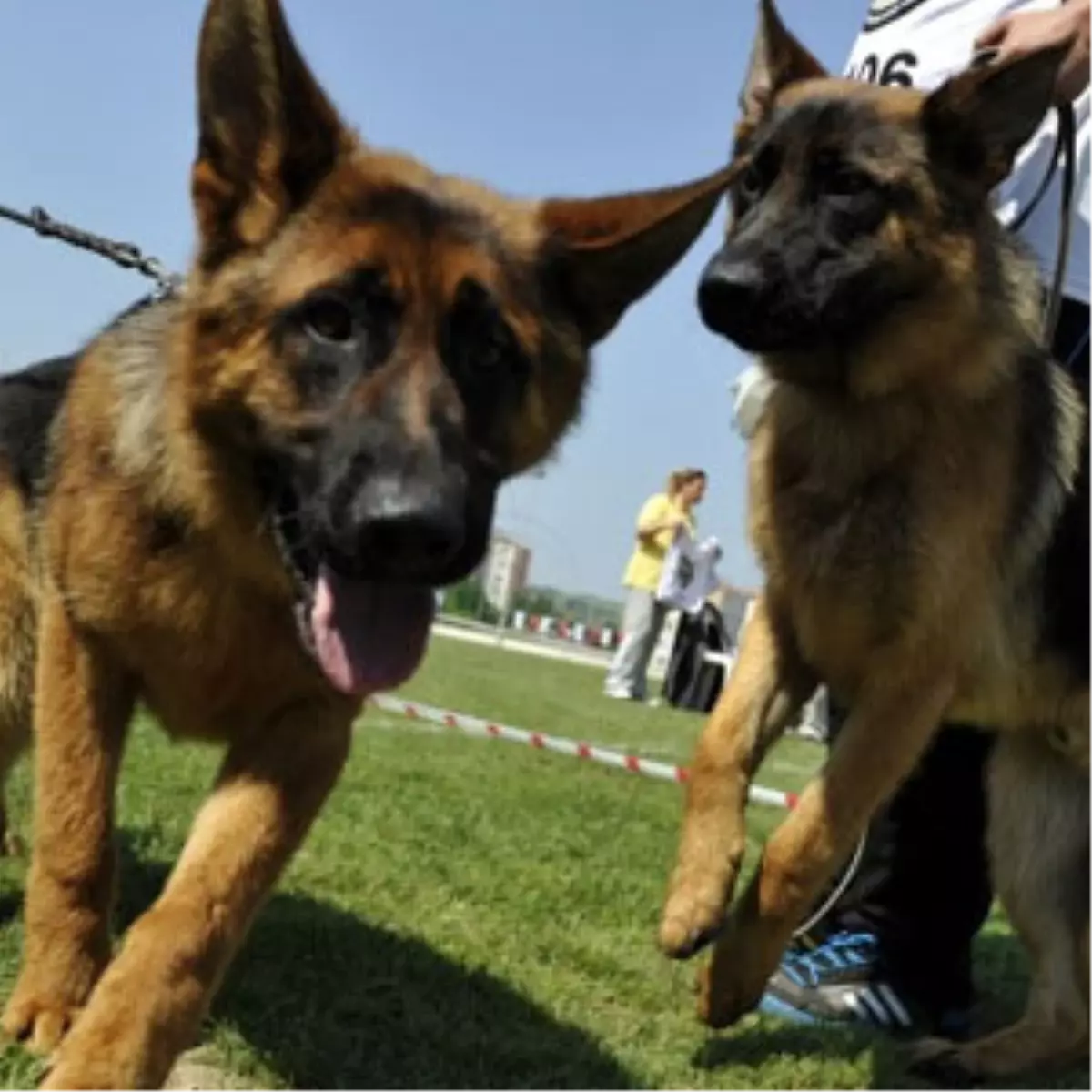 Alman Çoban Köpeklerinin Yarışı Nefes Kesti