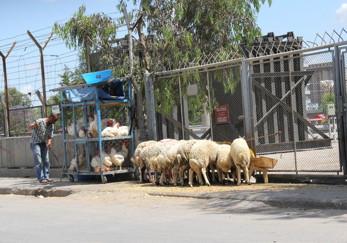 Bulvar ve Kaldırımda Adaklık Koyun Satışı