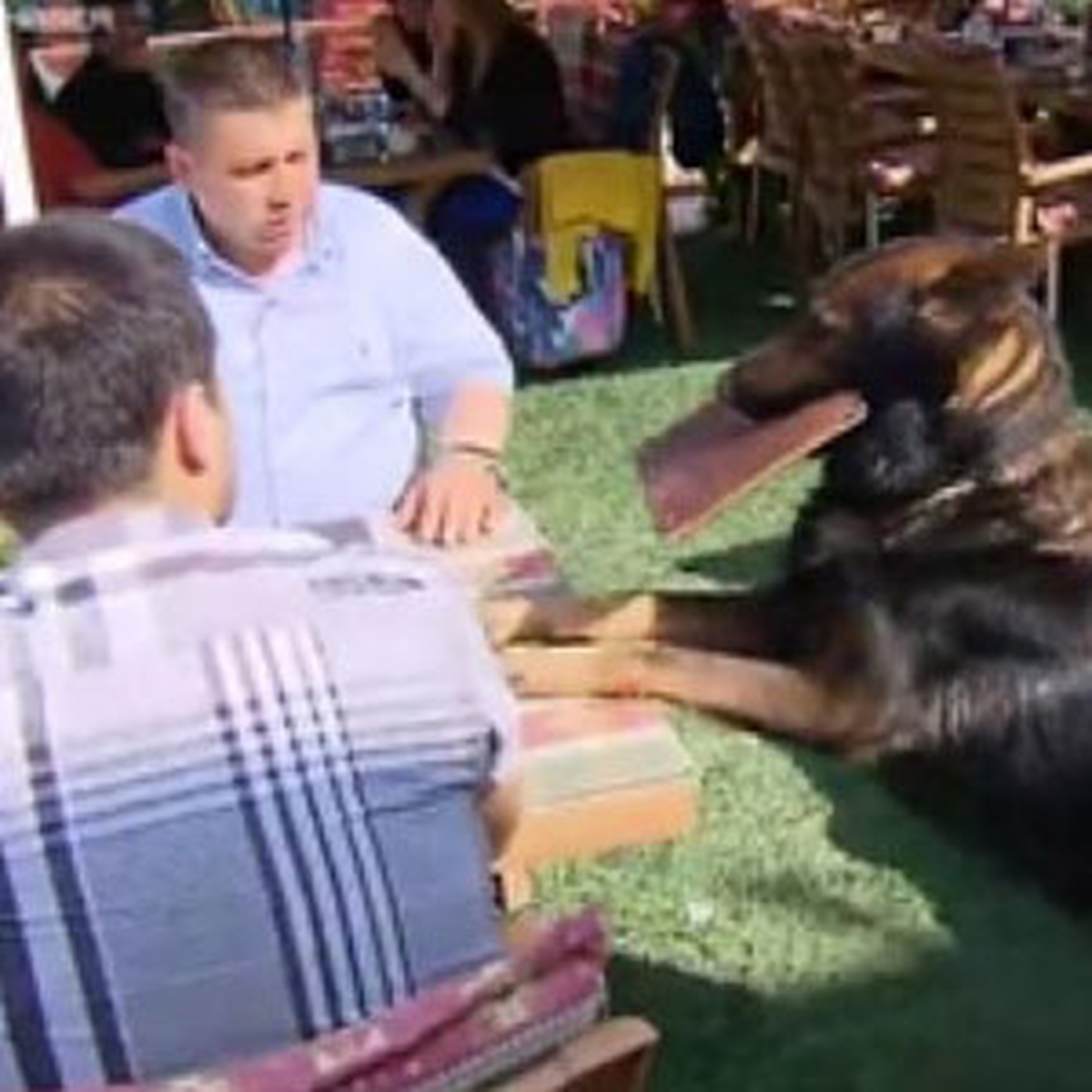 Garson Köpek Hizmette Sınır Tanımıyor